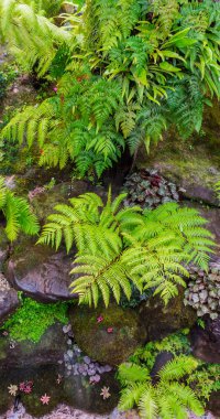 Taş adımları ve yeşil Japon rahat ev çiçek bahçe dekorasyon yağmur sonra yosun.