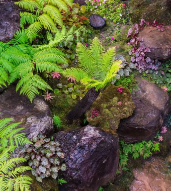 Taş adımları ve yeşil Japon rahat ev çiçek bahçe dekorasyon yağmur sonra yosun.