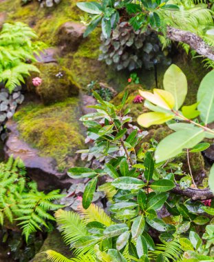 Taş adımları ve yeşil Japon rahat ev çiçek bahçe dekorasyon yağmur sonra yosun.