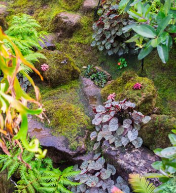 Taş adımları ve yeşil Japon rahat ev çiçek bahçe dekorasyon yağmur sonra yosun.