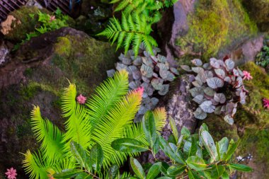 Taş adımları ve yeşil Japon rahat ev çiçek bahçe dekorasyon yağmur sonra yosun.