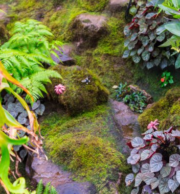 Taş adımları ve yeşil Japon rahat ev çiçek bahçe dekorasyon yağmur sonra yosun.