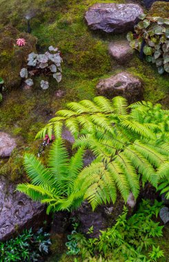 Taş adımları ve yeşil Japon rahat ev çiçek bahçe dekorasyon yağmur sonra yosun.