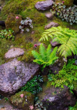 Taş adımları ve yeşil Japon rahat ev çiçek bahçe dekorasyon yağmur sonra yosun.