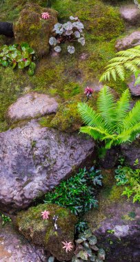Taş adımları ve yeşil Japon rahat ev çiçek bahçe dekorasyon yağmur sonra yosun.