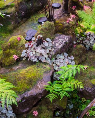 Taş adımları ve yeşil Japon rahat ev çiçek bahçe dekorasyon yağmur sonra yosun.