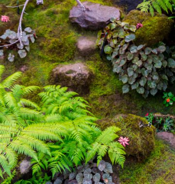 Taş adımları ve yeşil Japon rahat ev çiçek bahçe dekorasyon yağmur sonra yosun.