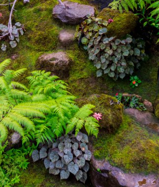 Taş adımları ve yeşil Japon rahat ev çiçek bahçe dekorasyon yağmur sonra yosun.