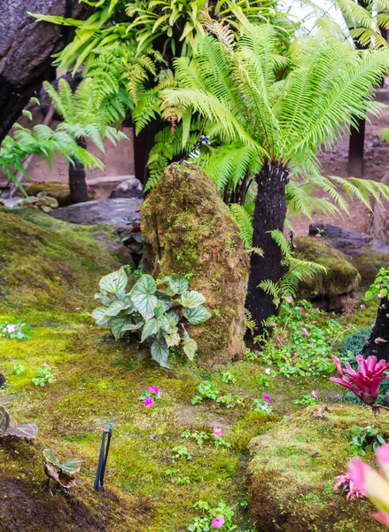 Taş Adımları Yeşil Japon Rahat Çiçek Bahçe Dekorasyon Yağmur Sonra — Stok fotoğraf