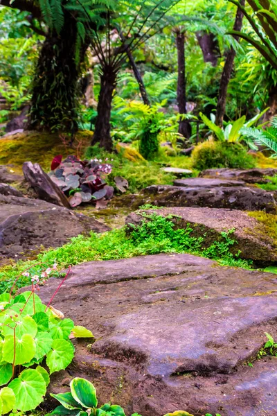 Passos Pedra Decoração Musgo Verde Jardim Flores Casa Aconchegante Japonês — Fotografia de Stock