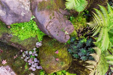 Taş adımları ve yeşil Japon rahat ev çiçek bahçe dekorasyon yağmur sonra yosun.