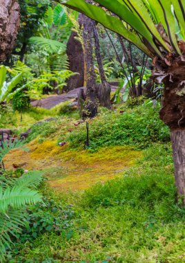 Taş ve Japon rahat ev çiçek bahçesi yağmur sonra Dekorasyonda yeşil yosun.
