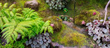 Panorama taş ve Japon rahat ev çiçek bahçesi yağmur sonra Dekorasyonda yeşil yosun.