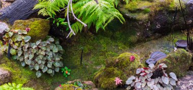 Panorama taş ve Japon rahat ev çiçek bahçesi yağmur sonra Dekorasyonda yeşil yosun.