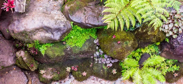 Panorama Stone Green Moss Decoration Japanese Cozy Home Flower Garden — Stock Photo, Image