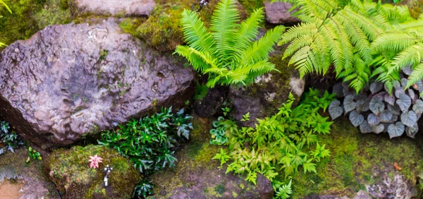 Panorama Stone Green Moss Decoration Japanese Cozy Home Flower Garden — Stock Photo, Image