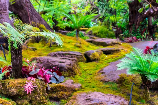 Passos Pedra Decoração Musgo Verde Jardim Flores Casa Aconchegante Japonês — Fotografia de Stock