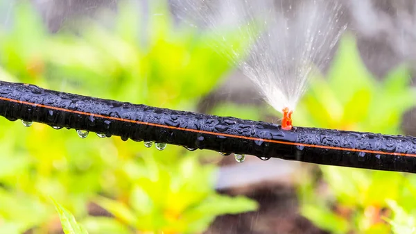 Automatische Sprinkleranlage Bewässerung Gemütlichen Heimischen Blumengarten Sommer — Stockfoto