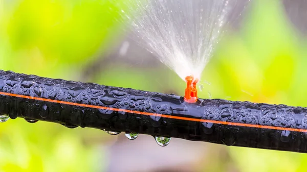 Automatische Sprinkleranlage Bewässerung Gemütlichen Heimischen Blumengarten Sommer — Stockfoto