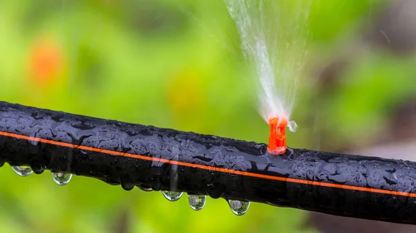 Automatiska Sprinklersystem Vattning Mysiga Hem Blomma Trädgård Sommaren — Stockfoto