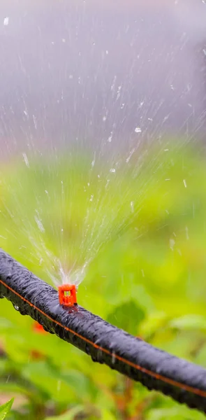 Automatische Sprinkleranlage Bewässerung Gemütlichen Heimischen Blumengarten Sommer — Stockfoto