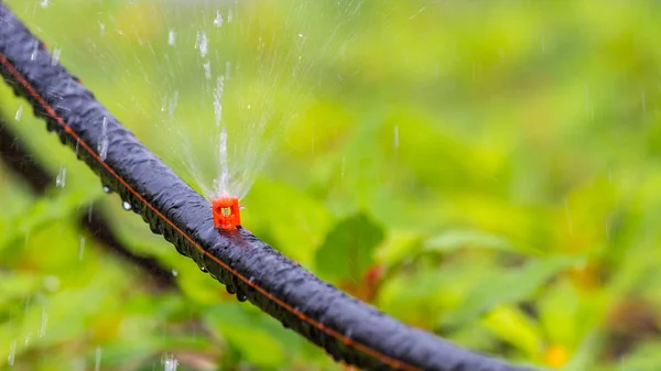 Automatische Sprinkleranlage Bewässerung Gemütlichen Heimischen Blumengarten Sommer — Stockfoto