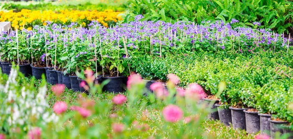 Cozy home flower garden on summer — Stock Photo, Image