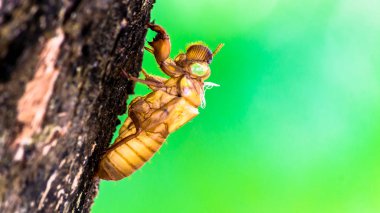 böceği böcek doğa ağacında deri değiştirme.