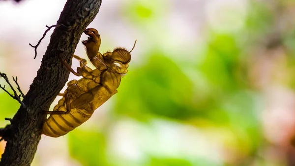 Cigale insecte mue sur arbre dans la nature . — Photo