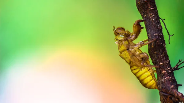 Насекомое цикады линяет на дереве в природе . — стоковое фото
