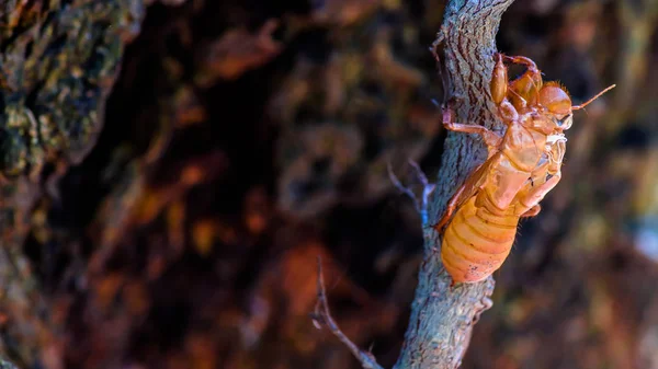 Cigale insecte mue sur arbre dans la nature . — Photo