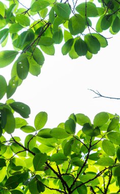 Arkadan aydınlatmalı ağaç beyaz arka plan yaprakları.