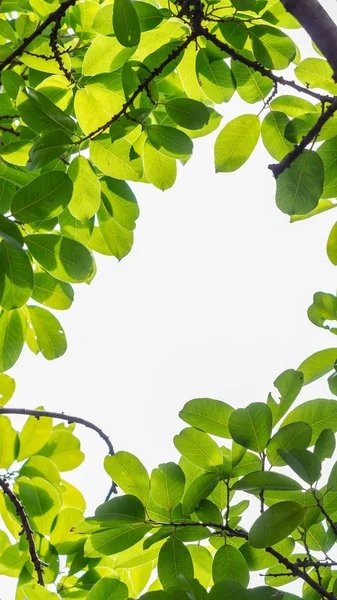 Árbol retroiluminado hojas fondo blanco . —  Fotos de Stock