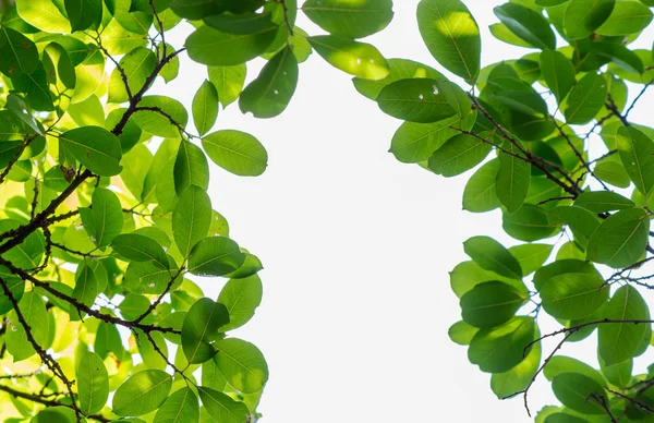 Árbol retroiluminado hojas fondo blanco . — Foto de Stock