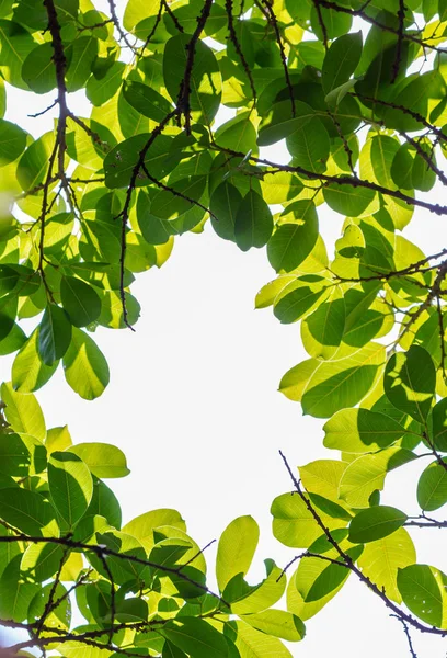 Árbol retroiluminado hojas fondo blanco . —  Fotos de Stock
