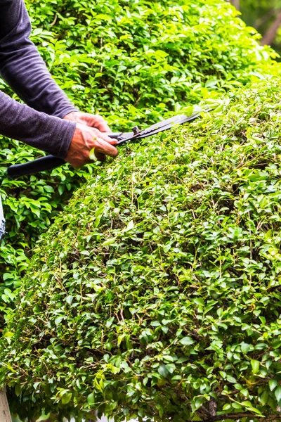 Jardinero trabajando en un acogedor jardín en casa en verano . — Foto de Stock