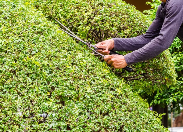 Jardinero trabajando en un acogedor jardín en casa en verano . —  Fotos de Stock