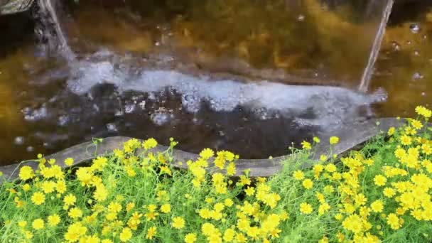 Beelden Waterval Stroomt Levendige Bloemen Pot Decoratie Gezellige Huis Bloementuin — Stockvideo