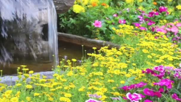 Filmación Cascada Fluye Flores Vívidas Decoración Olla Acogedor Jardín Flores — Vídeos de Stock