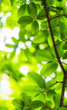 Arkadan aydınlatmalı ağaç beyaz arka plan yaprakları