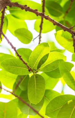 Arkadan aydınlatmalı ağaç beyaz arka plan yaprakları