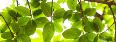 Arkadan aydınlatmalı ağaç beyaz arka plan yaprakları