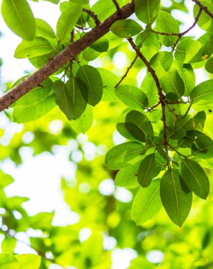 Arkadan aydınlatmalı ağaç beyaz arka plan yaprakları