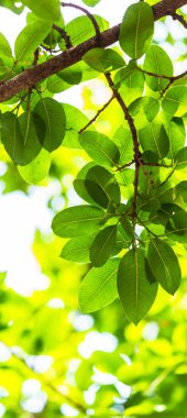 Arkadan aydınlatmalı ağaç beyaz arka plan yaprakları