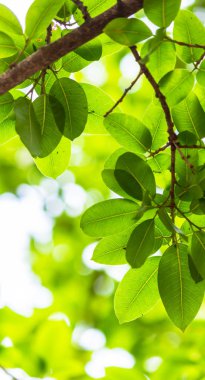 Arkadan aydınlatmalı ağaç beyaz arka plan yaprakları