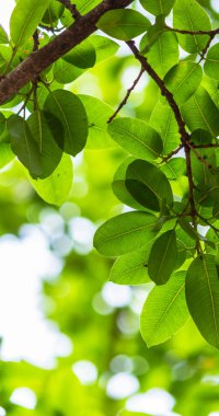 Arkadan aydınlatmalı ağaç beyaz arka plan yaprakları