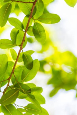 Arkadan aydınlatmalı ağaç beyaz arka plan yaprakları