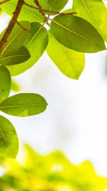 Arkadan aydınlatmalı ağaç beyaz arka plan yaprakları