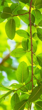 Arkadan aydınlatmalı ağaç beyaz arka plan yaprakları