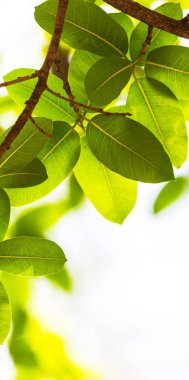 Arkadan aydınlatmalı ağaç beyaz arka plan yaprakları